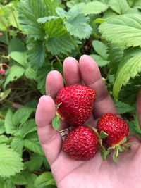 Close-up of hand holding strawberries