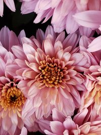 Close-up of a pink dahlia.