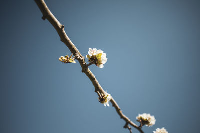 Low angle view of white flowering plant against sky