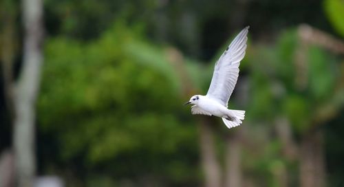 Close-up of bird flying against blurred background