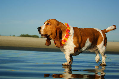 Dog looking away while standing on lake against sky