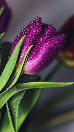 Close-up of wet purple flower