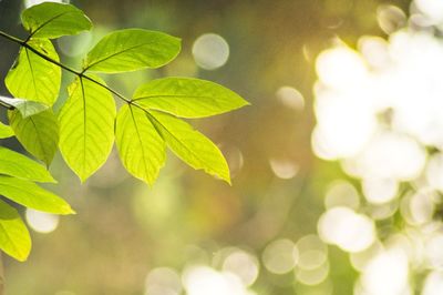 Close-up of fresh green leaves