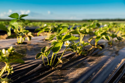 Agriculture landscape. strawberry field close-up against the blue sky