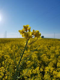 Close-up of fresh yellow flower field against clear sky