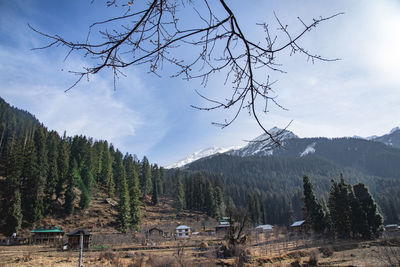 Bare trees on landscape against sky