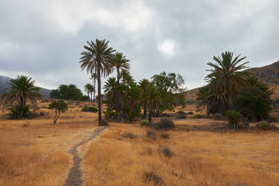 Trees on field against sky