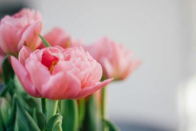 Close-up of red flowers