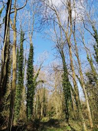 Low angle view of trees against sky