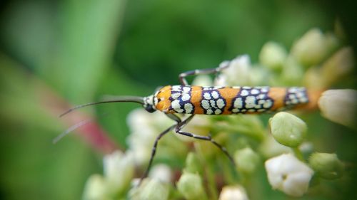 Close-up of butterfly on leaf
