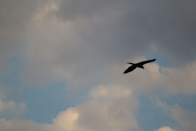 Low angle view of bird flying in sky