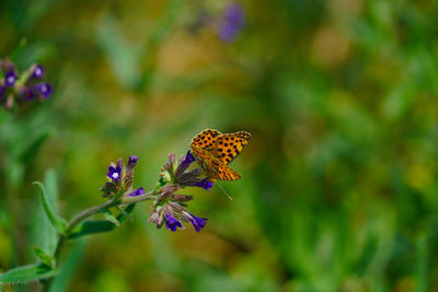 Close-up of butterfly on purple flower
