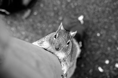 Close-up of an animal