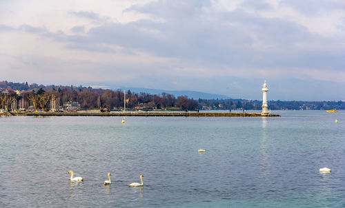 View of birds in sea against cloudy sky