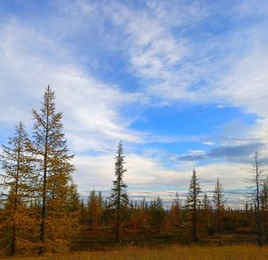 Low angle view of trees against sky