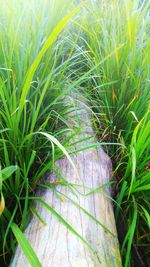 High angle view of coconut palm tree on field