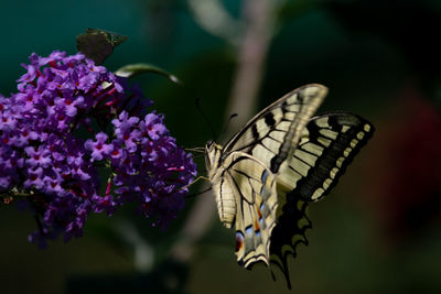 Close-up of butterfly pollinating on purple flower