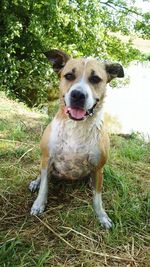 Dog standing on field