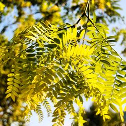 Close-up of leaves on tree