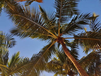 Low angle view of palm trees against sky