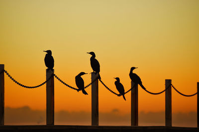 Silhouette birds perching on a orange sunset