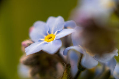 Close-up of purple flowering plant