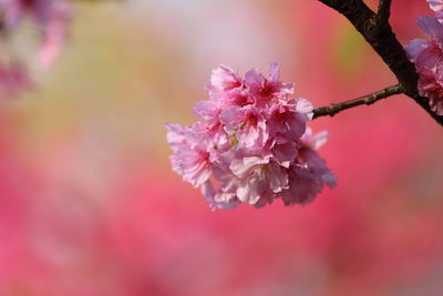 Close-up of pink cherry blossom