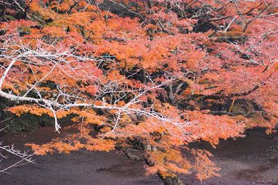 Close-up of tree during autumn