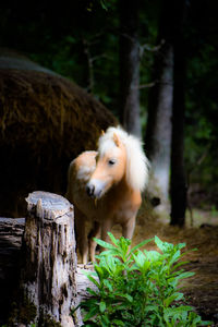 View of horse near tree trunk