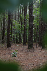 Trees growing in forest