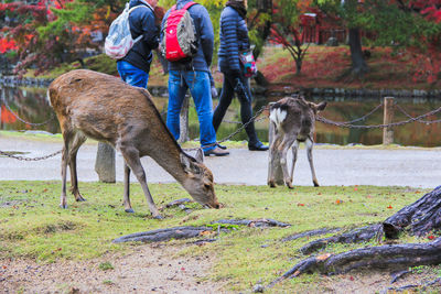 View of deer on field