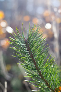 Close-up of pine tree