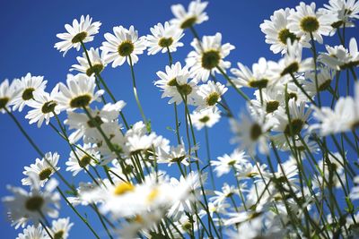 White flowers blooming in spring