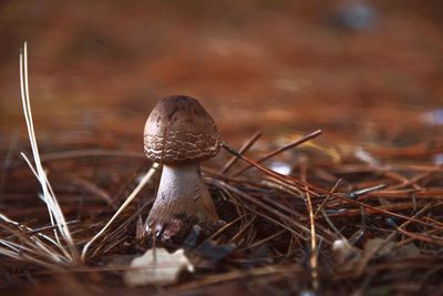 Close-up of mushroom growing on field