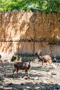 Horses on tree