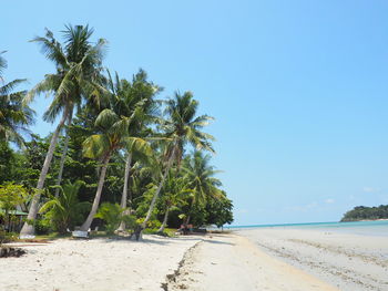 Palm trees on beach against clear blue sky