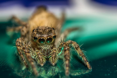 Macro shot of spider with reflection