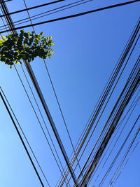 Tree branch under the crossing electric lines on sunny day