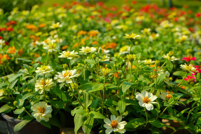 Close-up of white daisy flowers blooming in field