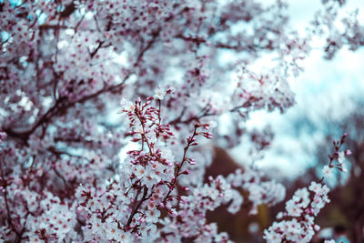 Close-up of pink cherry blossoms in spring