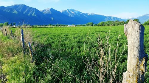 Scenic view of landscape