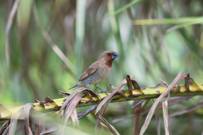 Bird perching on branch