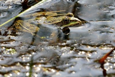 Close-up of frog swimming in lake