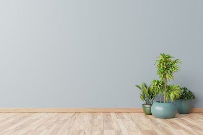 Potted plant against white wall at home