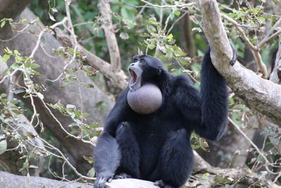 Low angle view of chimpanzee sitting on tree branch