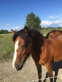 Close-up of horse on field