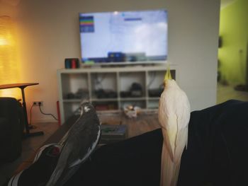 Close-up of swan perching at home