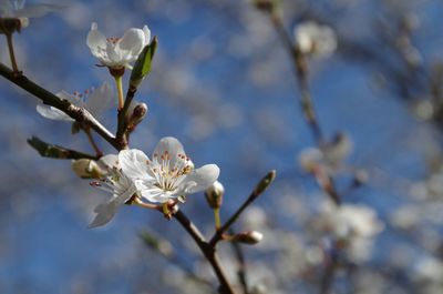 Close-up of white cherry blossom tree