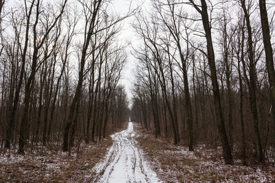 Road amidst trees in forest during winter