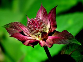 Close-up of pink flowers